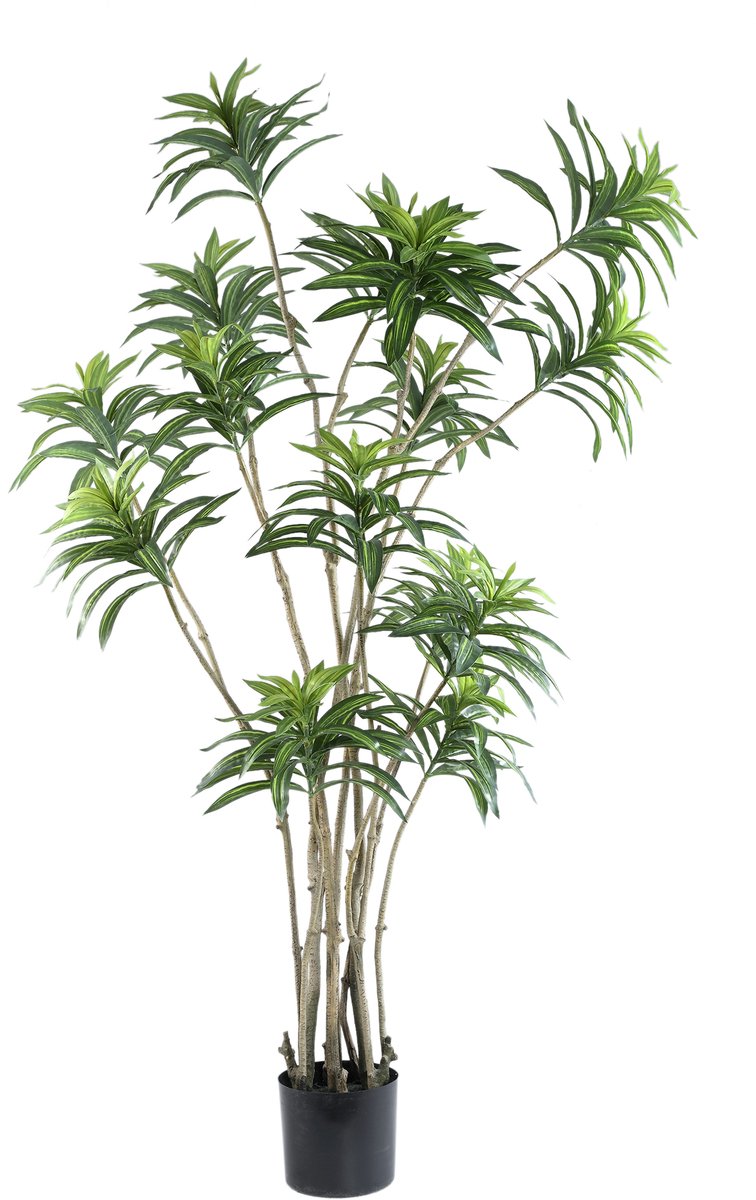 PTMD Leaves Plant Green Dracaena Plant In Black Pot Groen