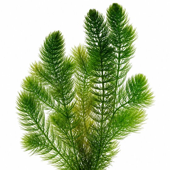 Gedetailleerde opname van levendige groene hoornbladeren, die lijken op een hand met uitgestrekte vingers, tegen een witte achtergrond.