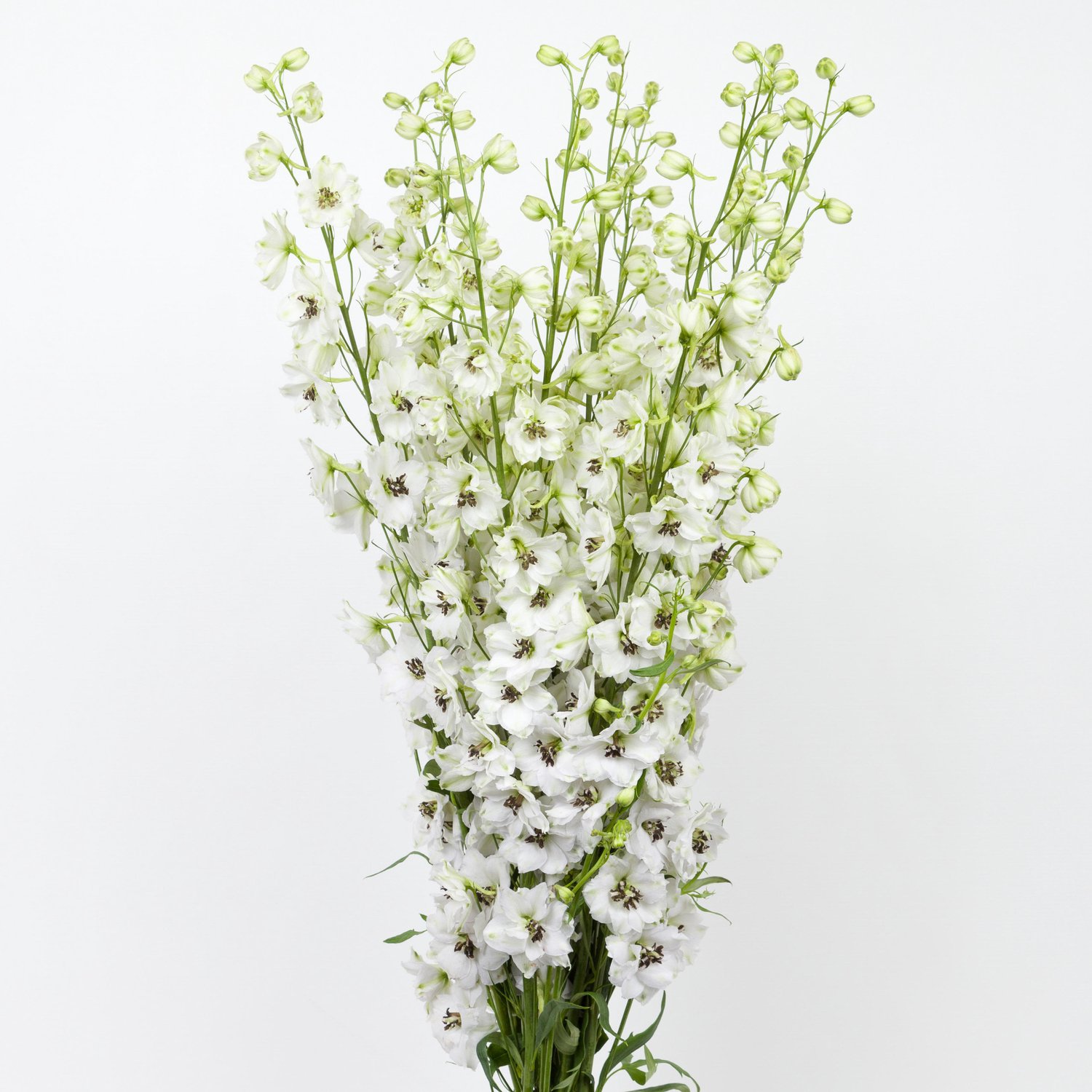 10x Delph.dewi rocket du 80cm