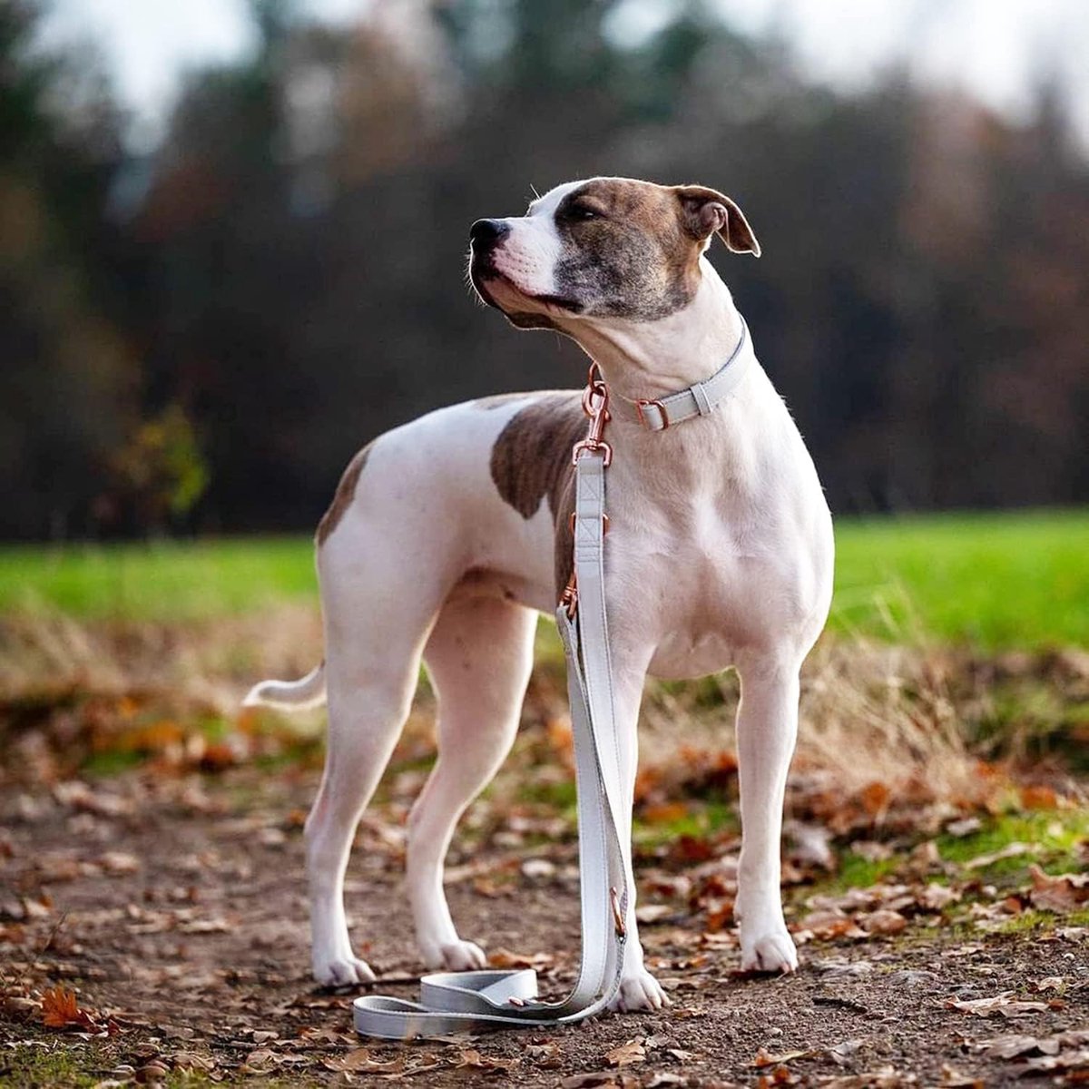 lederen hondenhalsband en riem (2 m) set - 3-voudig verstelbare hondenriem met halsband, stijlvolle roségouden metalen gesp & nylon hondenriem voor puppy's kleine middelgrote honden wit, XS
