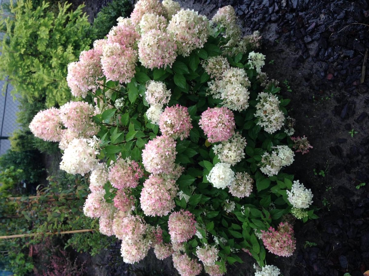 Hortensia - Hydrangea panniculata Limelight - Bloem Creme Wit - Bladverliezend - Grote Bloemen - 40-50cm - Ø18cm - Tuinplant