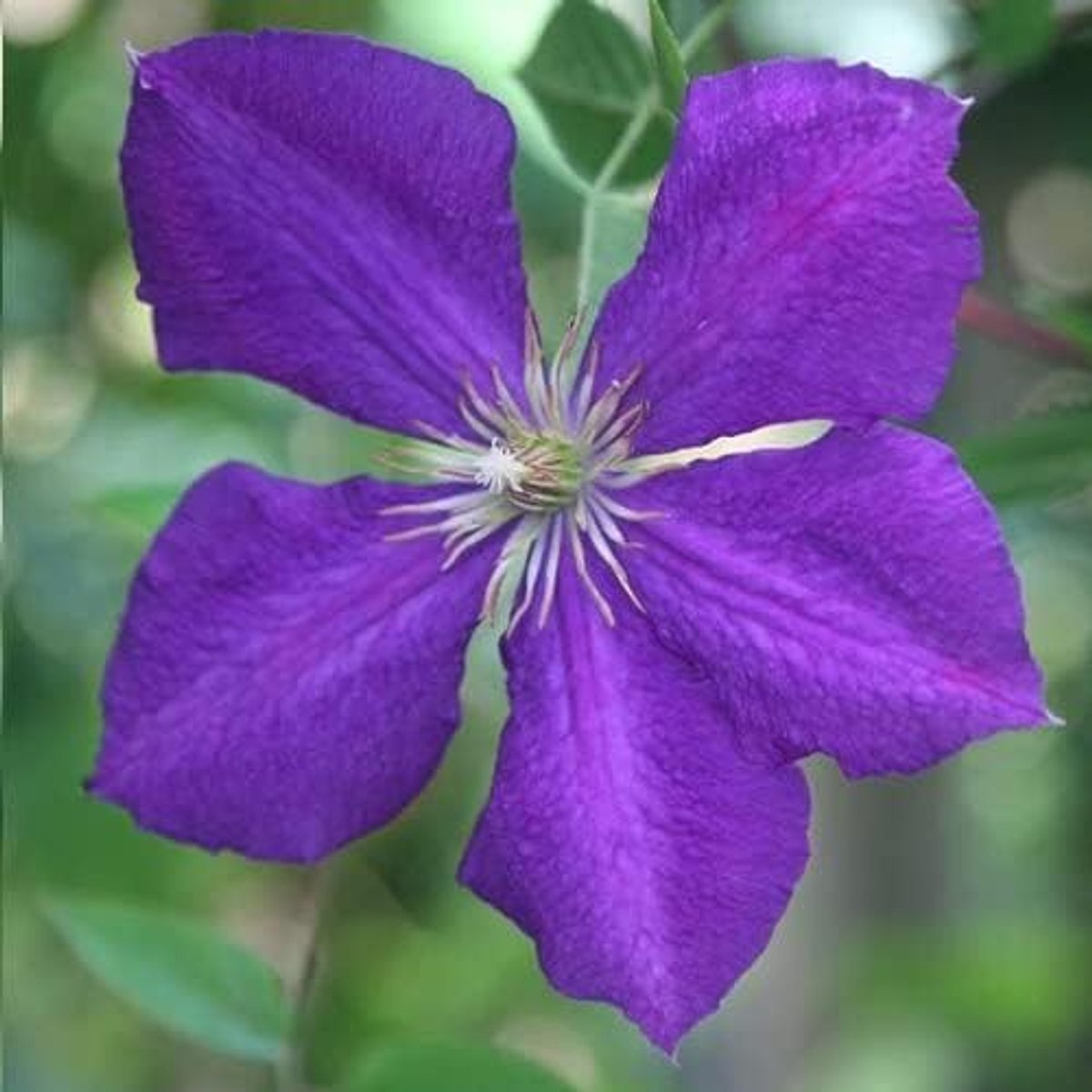 Jackmanii - Klimplant - Roze, Meerjarig en Winterhard | 1,5 liter pot