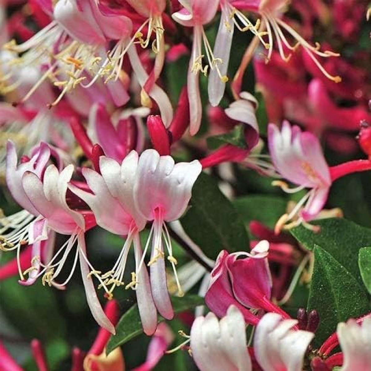 Belgica (Lonicera) klimplanten: rood/wit & winterhard - ClematisOnline klimplanten & bloemen