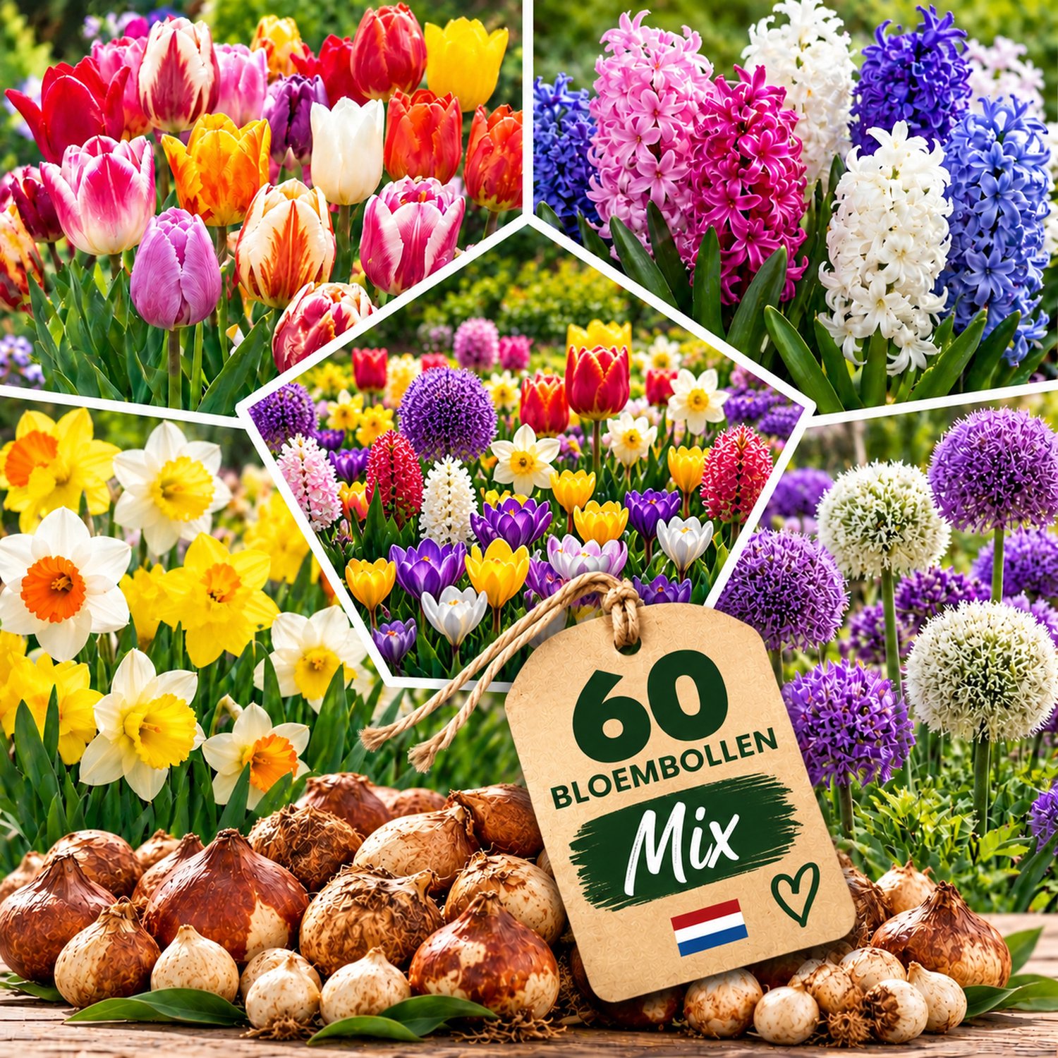 IRONO Winterharde Meerjarige Bloembollen – Mix van 60 Bollen – 5 Soorten
