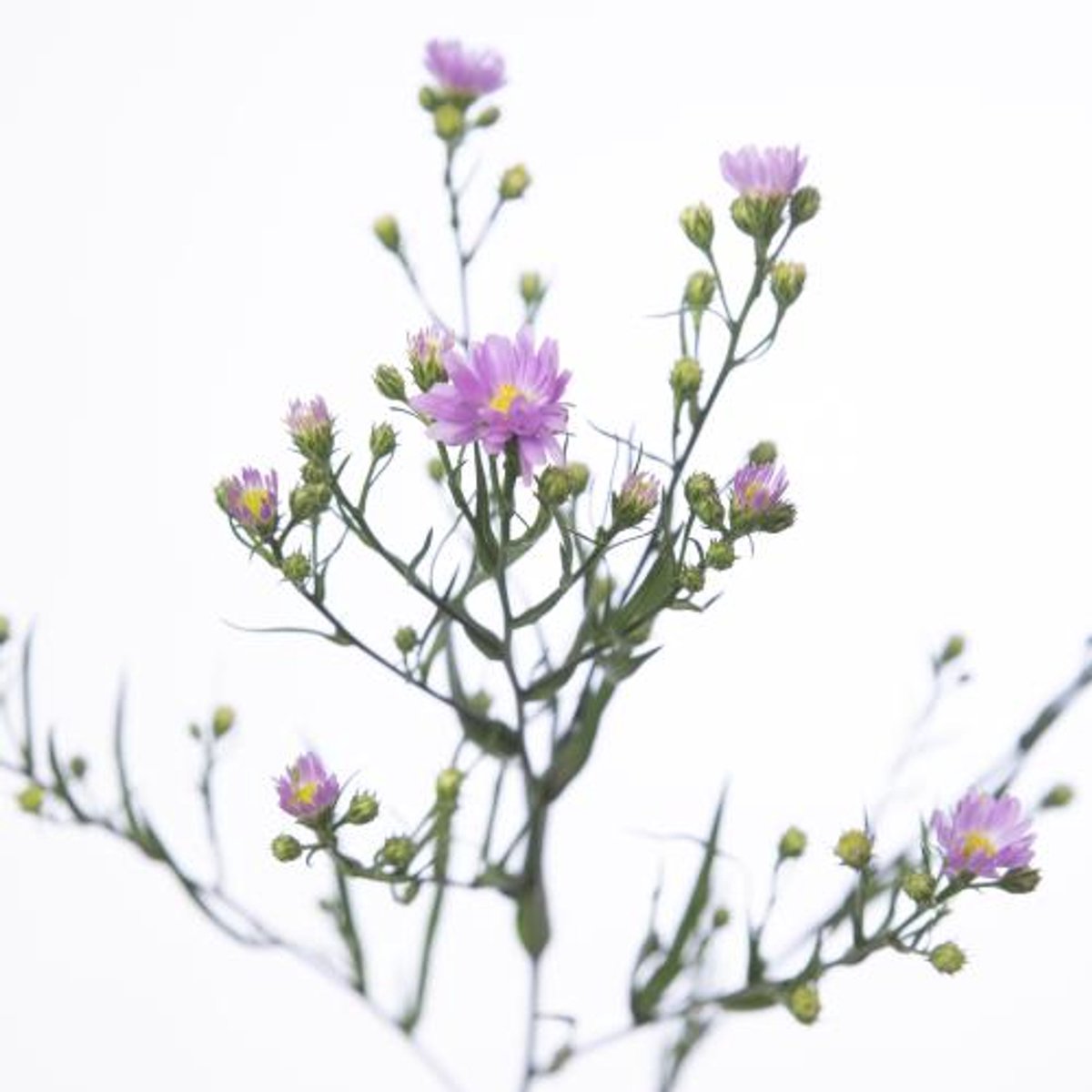25x Aster teeny tiny pink 70cm