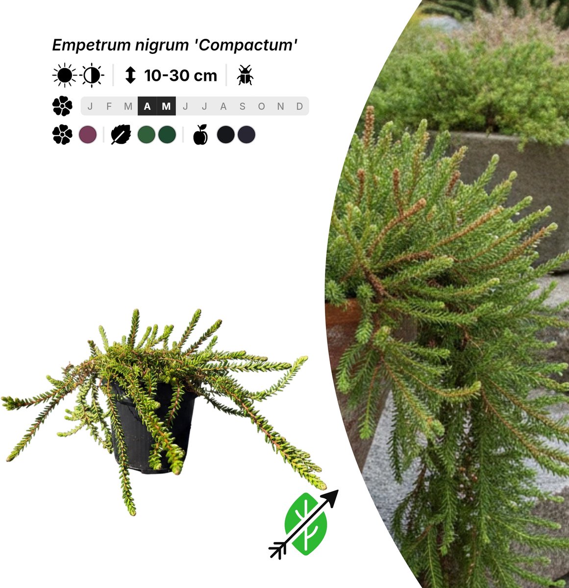 Singleplants - 10x Empetrum nigrum 'Compactum' - Pot P9,5 - bodembedekker - winterhard tot -35°C