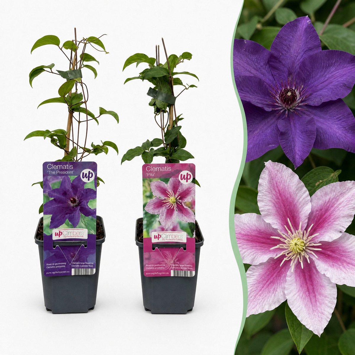 Green boutiQ - 12x Clematis Duo Purple & Pink - Bosrank - Paars - Roze - Wit - Klimplant - Ø9cm - 35cm