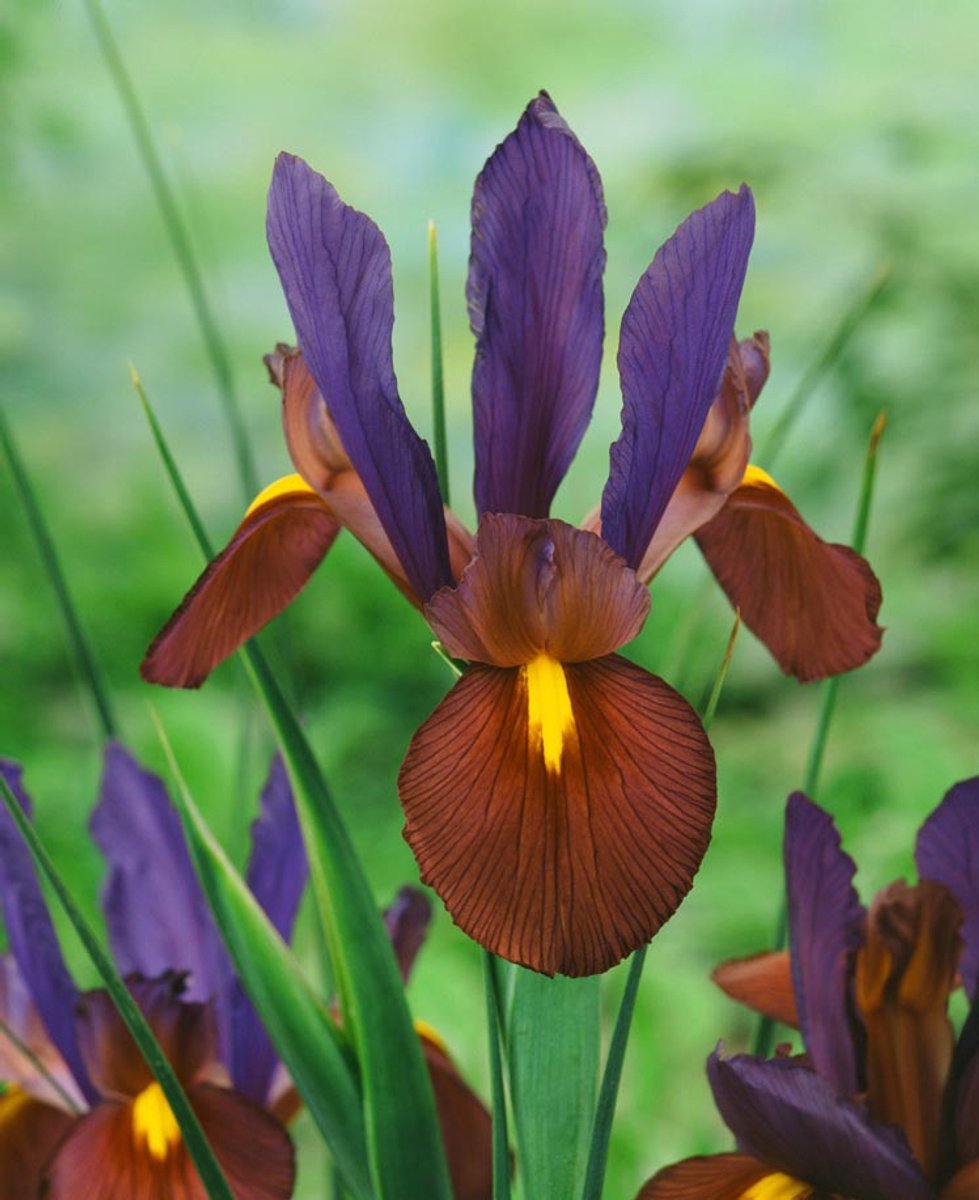 25x Iris 'Iris tigereye hollandica' - BULBi® Bloembollen met bloeigarantie