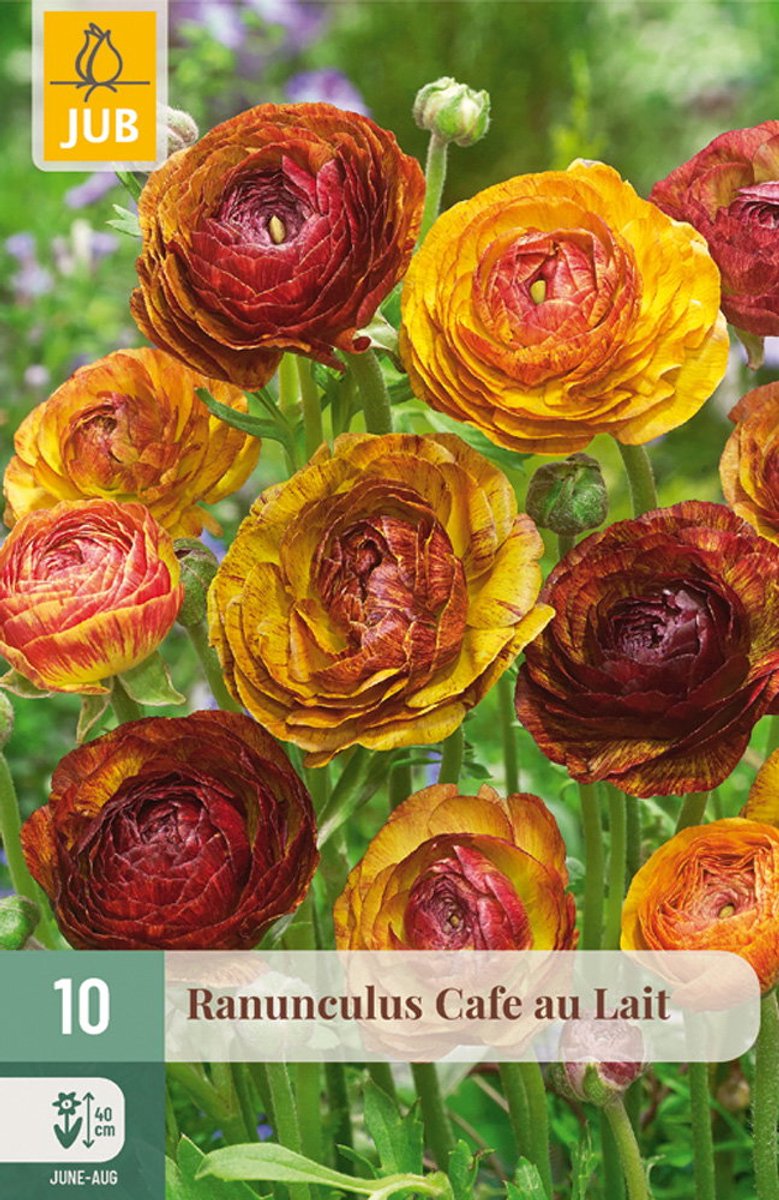 Ranunculus Cafe Au Lait bloembol JUB 10 stuks