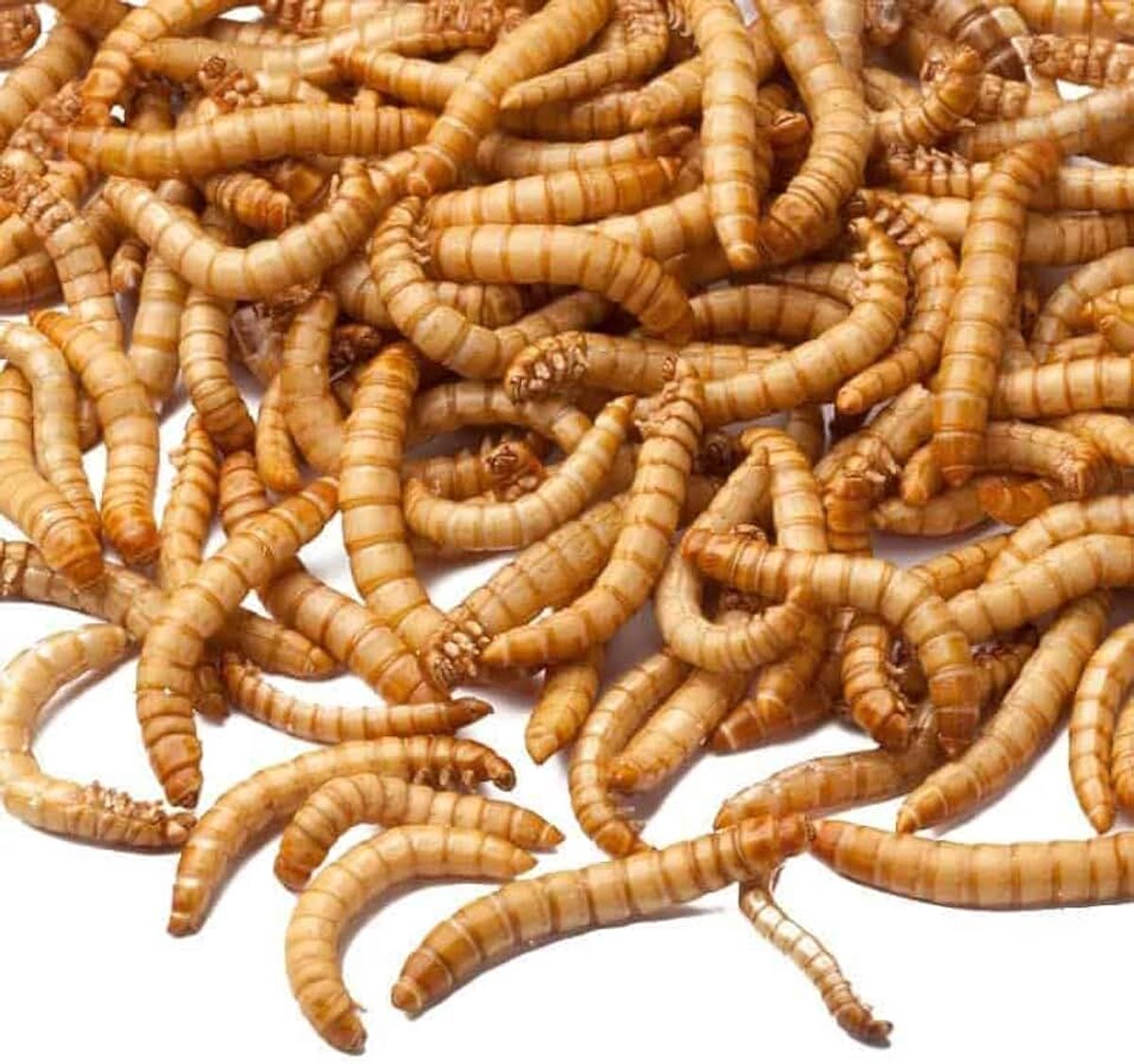 Meelwormen 10 KG