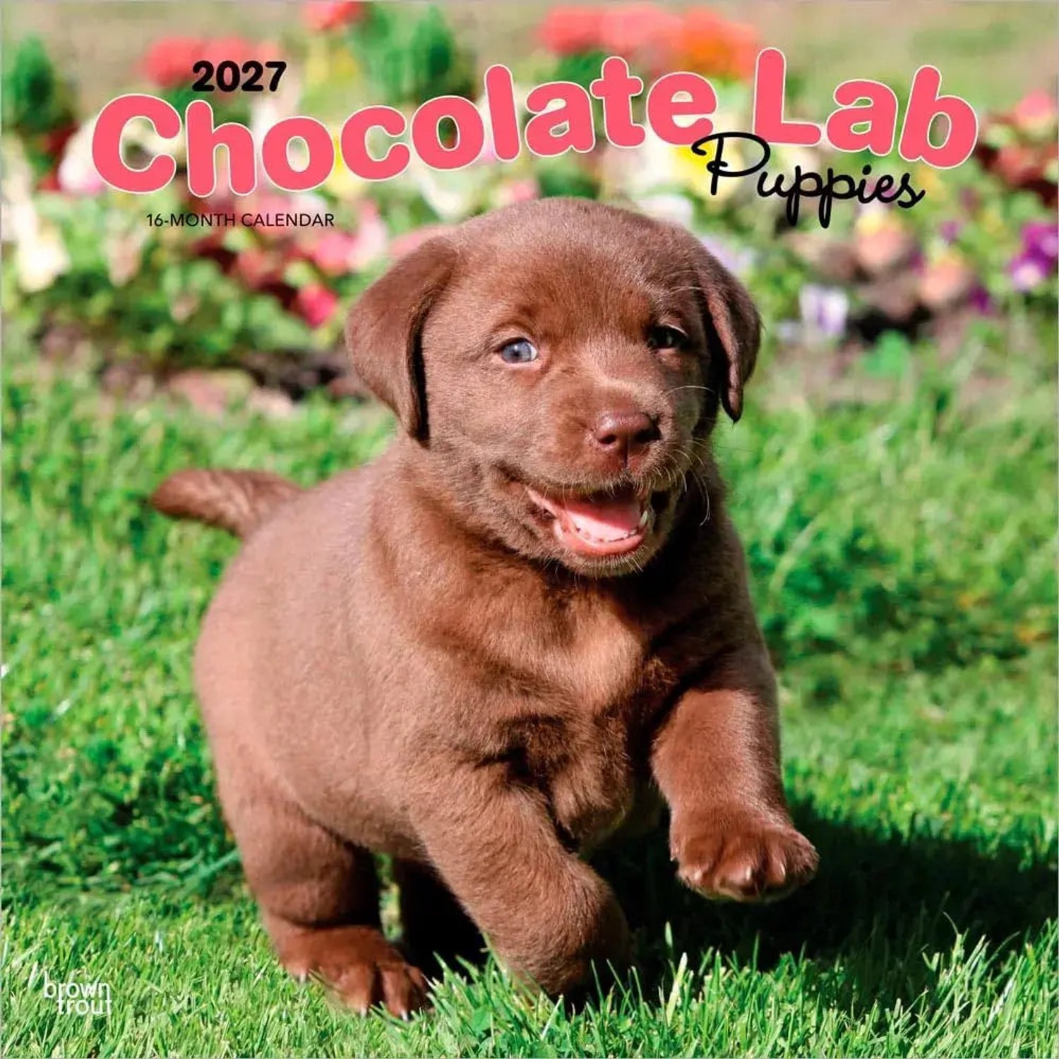 Labrador Retriever Bruin Puppies Kalender 2027