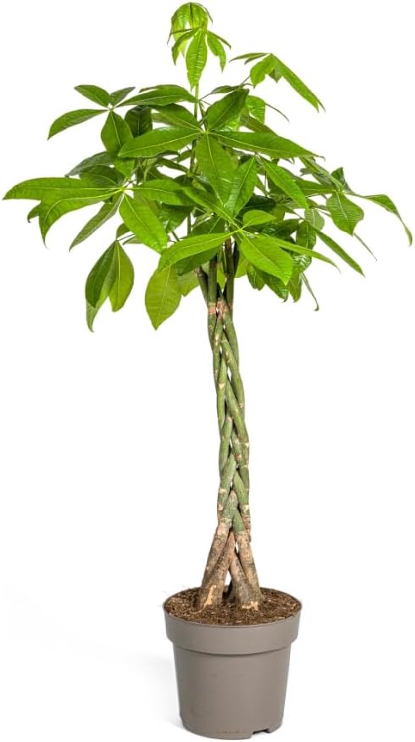 Pachira Aquatica - 130-150cm - Ø27cm - Groenblijvend - Duurzaam en biologisch - Vemera