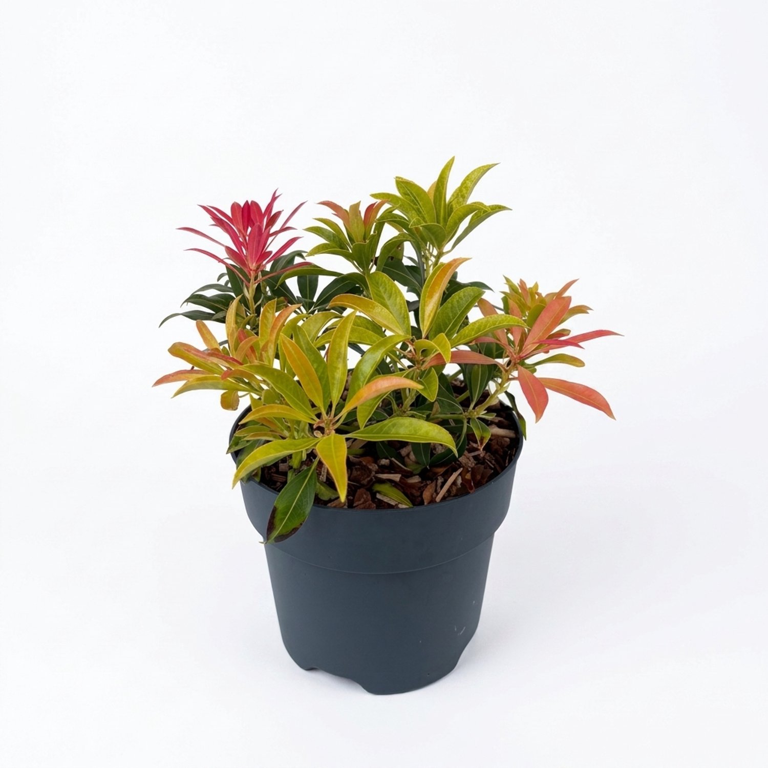 Bloomique - Pieris Forest Flame - Rotsheide - Heester - Tuinplanten - Rood uitlopend blad - Witte klokjesbloemen - Winterhard - Groenblijvend - Hoogte 25-30 cm - Pot 17 cm