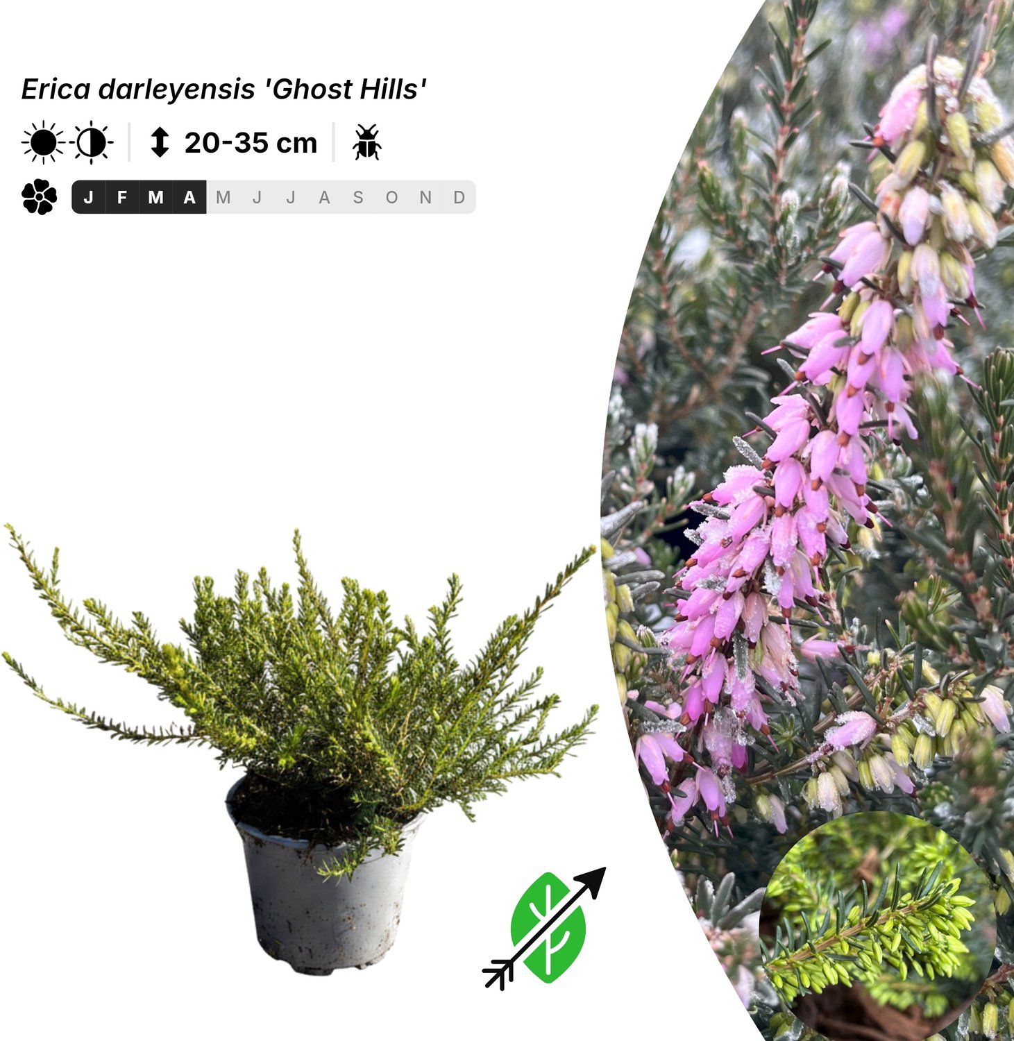 Singleplants - 6x Erica darleyensis 'Ghost Hills' - Pot P10,5 - bodembedekker - winterhard tot -20°C