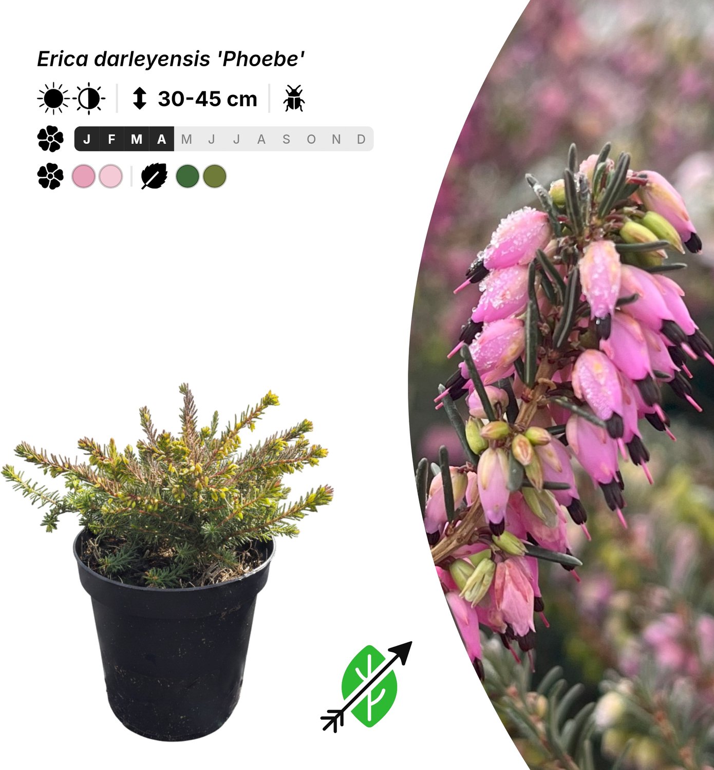 Singleplants - 20x Erica darleyensis 'Phoebe' - Pot P9,5 - bodembedekker - winterhard tot -15°C