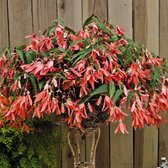 Begonia boliviensis San Francisco