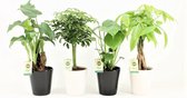 Kamerplanten van Botanicly – 4 × Planten Mix – Hoogte: 45 cm – Mix