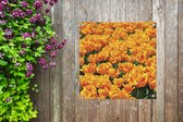 Tuinposters Oranje tulpenveld - 50x50 cm - Tuindoek - Buitenposter