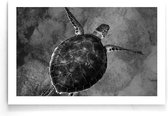 Walljar - Zeeschildpad - Dieren poster