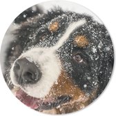 Muismat - Mousepad - Rond - Een Berner Sennenhond onder het sneeuw - 50x50 cm - Ronde muismat