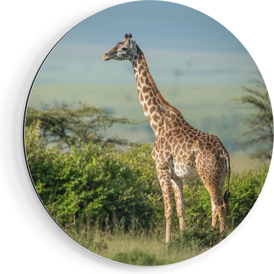 Artaza Dibond Muurcirkel - Giraffe In Het Wild Tussen De Struiken - Ø 90 cm - Groot - Wandcirkel - Rond Schilderij - Voor Binnen en Buiten