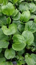 Rondbladige waterweegbree (Alima parviflora) - Vijverplant - 3 losse planten - Om zelf op te potten - Vijverplanten Webshop