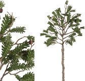PTMD Leaves plant green pine seed branch