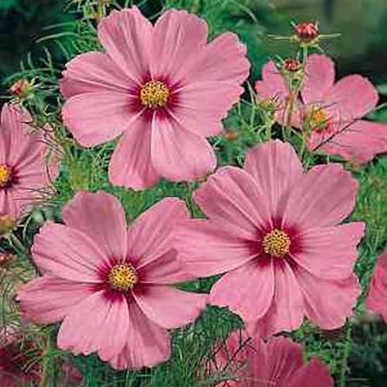 Cosmea zaden - Gloria