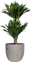 FloriaFor - Dracaena Fragans Compacta In Mica Sierpot Jimmy (lichtgrijs) - - ↨ 60cm - ⌀ 18cm