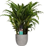 FloriaFor - Calathea Bluegrass In Mica Sierpot Jimmy (lichtgrijs) - - ↨ 60cm - ⌀ 18cm