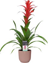 Mama's Planten -   Guzmania Allura In ELHO ® Vibes Fold Rond (delicaat Roze) - Vers Van De Kweker - ↨ 60cm - ⌀ 14cm