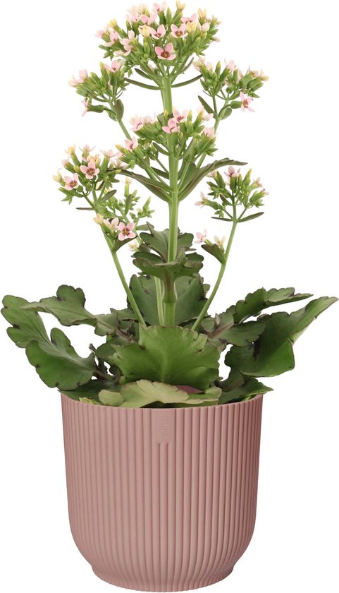 Mama's Planten - Kalanchoë Femini (Roze) In ELHO Vibes Fold Sierpot (delicaat Roze) - Vers Van De Kweker - ↨ 50cm - ⌀ 16cm