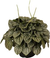 Peperomia Moonlight - Hoogte: ↑ 35 cm -