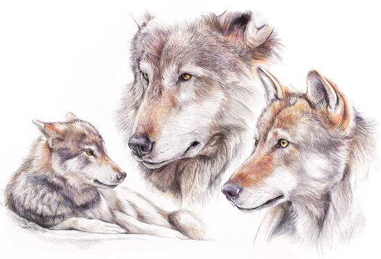 Wolf 2 - Kunst - Marco der Kinderen - Poster