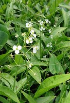 Smalbladig(dwerg)pijlkruid (Sagittaria graminaea) - Vijverplant - 3 losse planten - Om zelf op te potten - Vijverplanten Webshop
