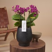 Boquetto Temptation orchidee rood in Abruzzo zwarte pot | Ø 12 cm | ↕ 35-55 cm