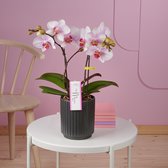 Mymonro Make-up orchidee roze in molise antraciete pot | Ø 12 cm | ↕ 35-45 cm