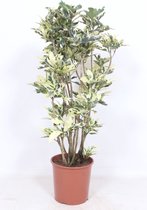 Kamerplant van Botanicly – Croton – Hoogte: 120 cm – Codiaeum variegatum Tamara