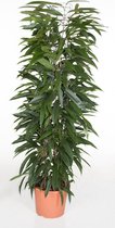 Kamerplant van Botanicly – Langbladige vijgenboom – Hoogte: 150 cm – Ficus Alii