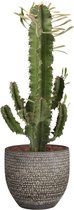Cactus van Botanicly – Cactus in veelkleurig Keramisch pot 'MICA' als set – Hoogte: 55 cm – Euphorbia Eritrea