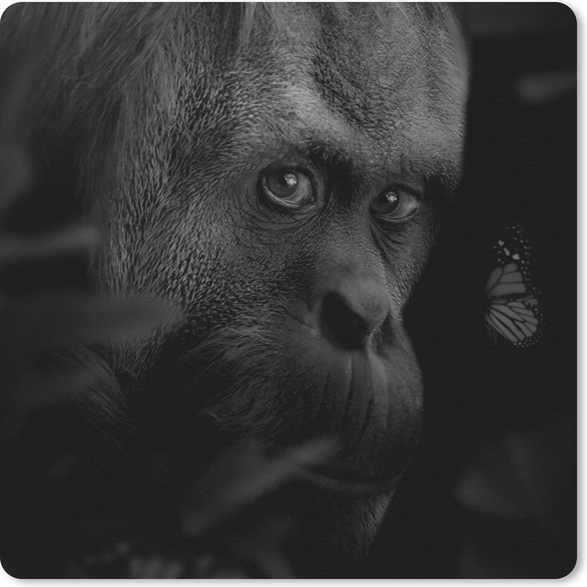 Muismat 30x30 cm - Mousepad Dieren - Aap - Natuur - Zwart - Wit - Muismatten
