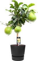 Citrus Maxima op stam in ELHO outdoor sierpot Greenville Rond (zwart) ↨ 85cm - hoge kwaliteit planten