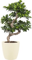 Ficus Gin Seng Bonsai met Elho Brussels Round pot Soap ↨ 70cm - hoge kwaliteit planten