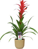 Decorum Guzmania Allura in ELHO ® Vibes Fold Rond (botergeel) ↨ 60cm - planten - binnenplanten - buitenplanten - tuinplanten - potplanten - hangplanten - plantenbak - bomen - plant