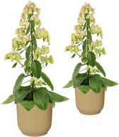 Duo Kalanchoë 'Magic Bells' in ELHO Vibes Fold sierpot (botergeel) ↨ 65cm - 2 stuks - planten - binnenplanten - buitenplanten - tuinplanten - potplanten - hangplanten - plantenbak - bomen - p