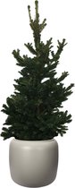 Kerstboom ELHO ® Pure Beads Small Ø 40 (Balanced Beige) met Picea abies Will's Zwerg ↨ 90cm - planten - binnenplanten - buitenplanten - tuinplanten - potplanten - hangplanten - plantenbak - b
