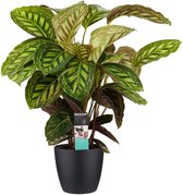 Calathea Flamestar met Elho brussels living black ↨ 70cm - hoge kwaliteit planten