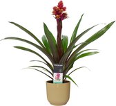 Decorum Guzmania Brush in ELHO ® Vibes Fold Rond (botergeel) ↨ 55cm - planten - binnenplanten - buitenplanten - tuinplanten - potplanten - hangplanten - plantenbak - bomen - plante