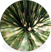 Cercle mural - Cercle mural - Cactus - Abstrait - Végétal - Aluminium - Dibond - ⌀ 30 cm - Intérieur et Extérieur