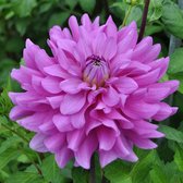 Dahlia Bluetiful